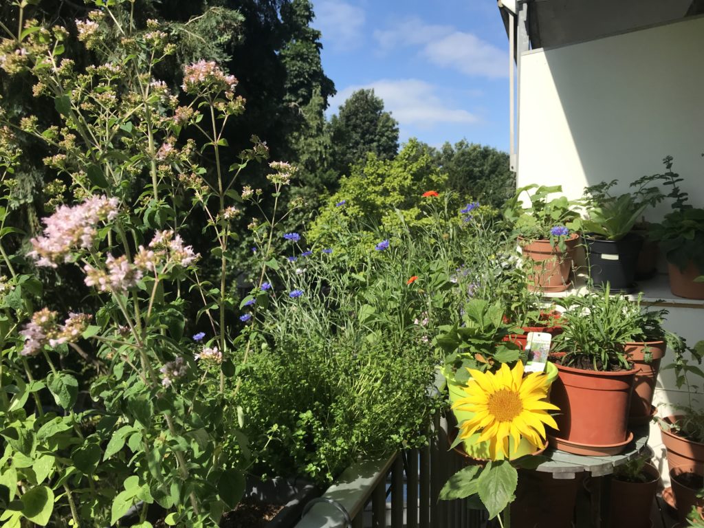 Deuk afvoer voordeel 10 tips voor de start van tuin of balkon - GroeneBuurten
