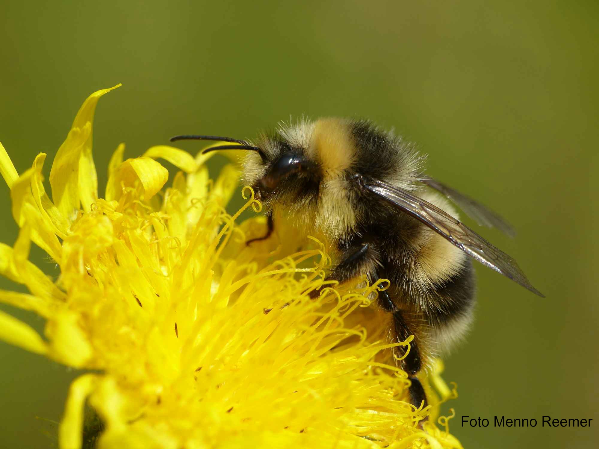 webinar Bijen in elf Amsterdamse parken